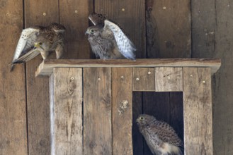 Kestrel (Falco tinnunculus) female and begging juvenile at the incubator, village in Münsterland,