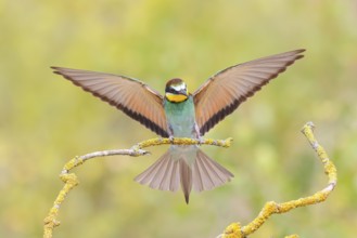 Bee-eater (Merops apiaster) a bird approaching, wildlife, mating, migratory bird, raptor, animals,