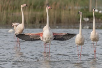 A flamingo opens its wings and highlights its magnificent plumage. The scene captures the essence