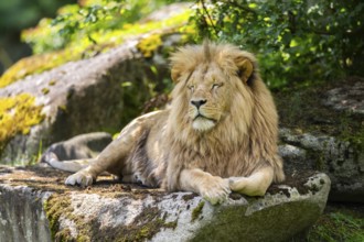 Southern African lion (Panthera leo melanochaita) male, lying on a rock, captive, Zoo Augsburg,