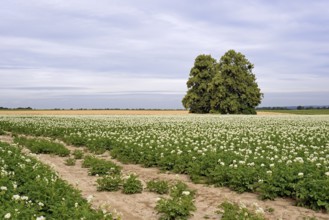 Deciduous trees, lime tree (Tilia) in a field with potato plants (Solanum tuberosum) at flowering