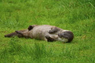 European otter (Lutra lutra), lying on its side in the grass and seemingly enjoying its