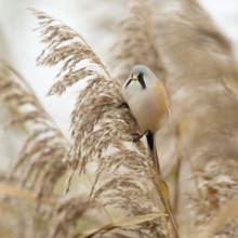 In the middle of the reeds... Bearded Tit (Panurus biarmicus), male bird feeds on seeds, changes