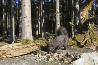 Squirrel (Sciurus) feeding in winter in the forest, Allgäu, Bavaria, Germany, Allgäu, Bavaria,