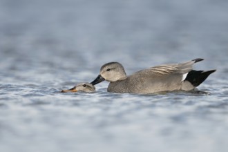 Copulating, mating ducks... Gadwall (Anas strepera), relatively common native wild duck species,