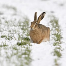 Winter... European hare (Lepus europaeus), hare crouching in the snow in a field on the Lower
