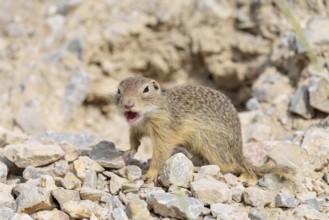 A young European ground squirrel (Spermophilus citellus) or European souslik stands on a gravel