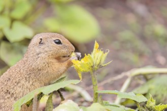 A European ground squirrel (Spermophilus citellus) or European souslik stands in an agricultural