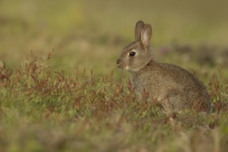 European rabbit (Oryctolagus cuniculus) adult animal amongst red flowers in grassland, England,