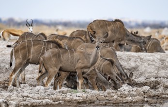 Greater kudu (Tragelaphus strepsiceros), herd, drinking at waterhole, Nxai Pan National Park,