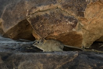 Short-eared elephant shrew (Macroscelides probosideus), adult, foraging, Mountain Zebra National
