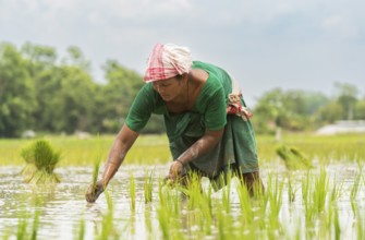 BAKSA, INDIA- JULY 12: A tribal woman transplant rice seedlings in a waterlogged paddy field in