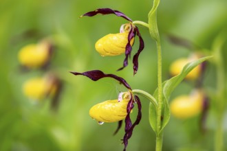 European lady's slipper (Cypripedium calceolus), orchid family (Orchidaceae), Upper Danube nature
