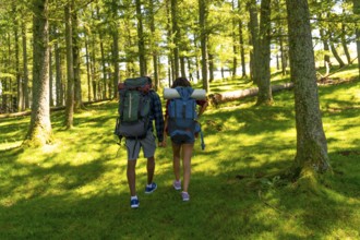 Couple enjoying hiking trip in lush green forest, carrying backpacks and holding hands,
