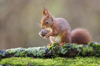 Squirrel (Sciurus), Germany