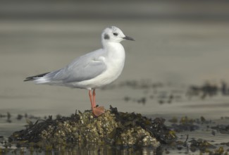 Bonaparte's Gull (Chroicocephalus philadelphia), British Columbia, Canada