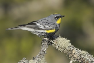 Audubon's Warbler (Setophaga auduboni), British Columbia, Canada