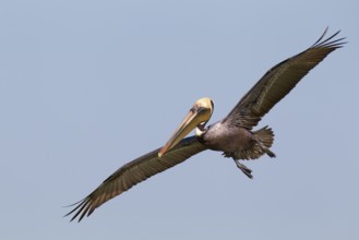 Brown Pelican (Pelecanus occidentalis) flying, Florida, USA
