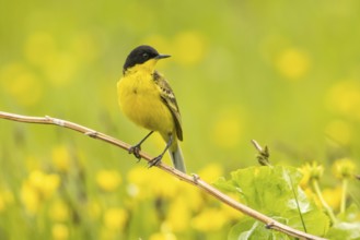Western Yellow (Motacilla flava feldegg) male, Armenia