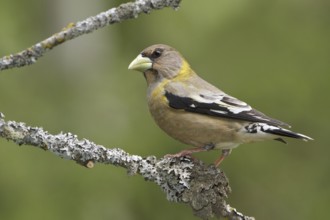 Evening Grosbeak (Hesperiphona vespertina) female, British Columbia, Canada