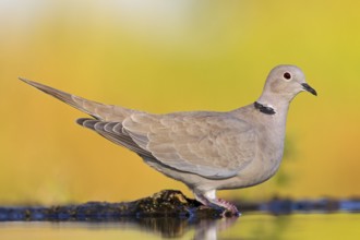 Eurasian Collared Dove (Streptopelia decaocto), Rhineland-Palatinate, Germany