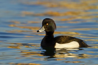 Tufted Duck (Aythya fuligula) male, Baden-Wuerttemberg, Germany