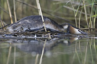 Great Crested Grebe (Podiceps cristatus) displaying, Saxony, Germany