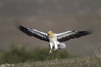 Egyptian Vulture (Neophron percnopterus) flying, Castile-La Mancha, Spain