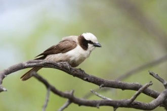 Southern White-crowned Shrike (Eurocephalus anguitimens), Namibia