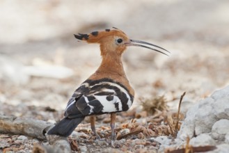 African Hoopoe (Upupa africana), Namibia