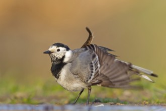 White Wagtail (Motacilla alba), Rhineland-Palatinate, Germany
