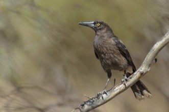 Grey Currawong (Strepera versicolor), Victoria, Australia