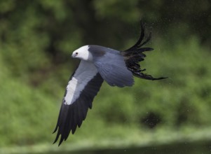 Swallow-tailed Kite (Elanoides forficatus) flying, Florida, USA