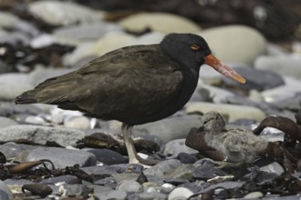 Blackish Oystercatcher (Haematopus ater), Falkland Islands