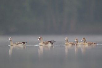 Egyptian Goose (Alopochen aegyptiaca) pair with young on water, North Rhine-Westphalia, Germany