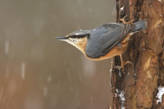 Eurasian Nuthatch (Sitta europaea), Utrecht, Netherlands