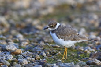 Little Ringed Plover (Charadrius dubius) juvenile, Saxony-Anhalt, Germany