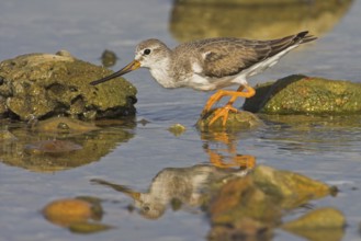 Terek Sandpiper (Xenus cinereus), Oman