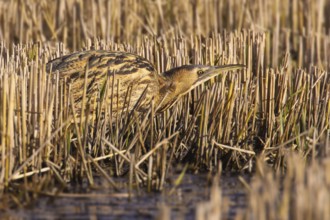 Eurasian Bittern (Botaurus stellaris) male, Vila Franca de Xira, Portugal