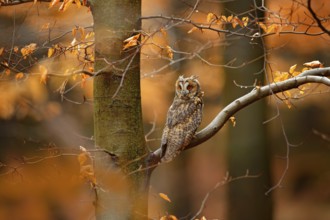 Owl in orange forest, yellow leaves. Long-eared Owl with orange oak leaves during autumn. Wildlife