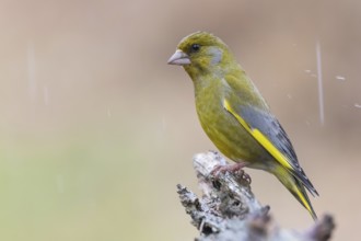 European Greenfinch (Chloris chloris) male, Lower Saxony, Germany