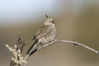 Chirruping Wedgebill (Psophodes cristatus) singing, New South Wales, Australia