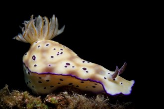 Tryon's Hypselodoris, Tryon's Nacktschnecke, Hypselodoris tryoni Tryon's Risbecia, Hypselodoris