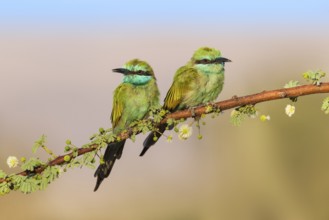 Green Bee-eater (Merops orientalis) pair, Eilat, Israel