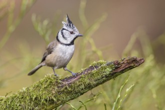 European Crested Tit (Lophophanes cristatus) perched on an old mossy branch, Poland