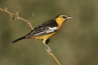 Bullock's Oriole (Icterus bullockii) male, California, USA