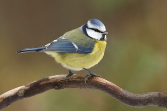 Eurasian Blue Tit (Cyanistes caeruleus), Utrecht, Netherlands
