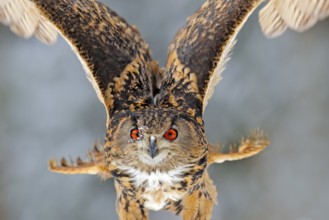Detail close-up owl fly. Big orange eyes. Flying Eurasian Eagle owl with open wings with snowflakes