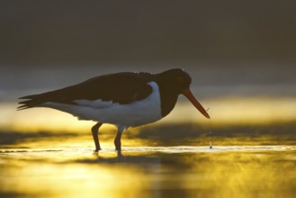 Eurasian Oystercatcher (Haematopus ostralegus), North Rhine-Westphalia, Germany