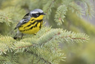 Magnolia Warbler (Dendroica magnolia) perched on a branch in Ontario, Canada